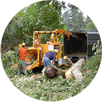Seaside Oregon Stump Grinder